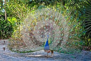 Beautiful Indian peacockÂ displaying his tail